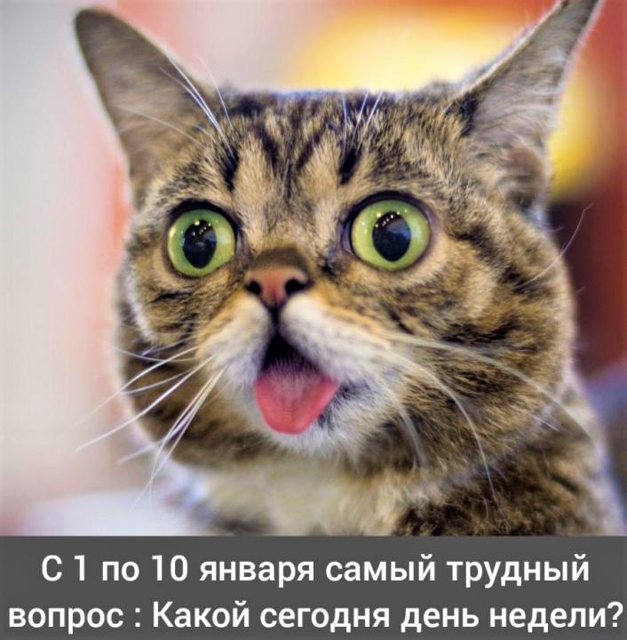 котэ