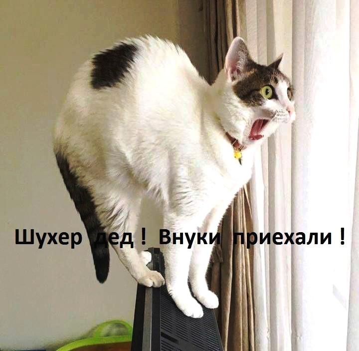 Шухер дед!